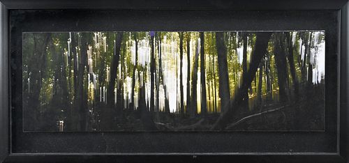 FOREST LITE by Brad Culbert