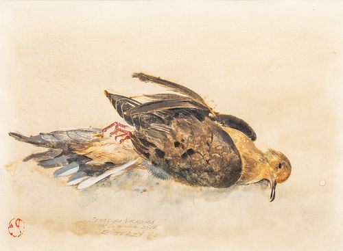 Richard Jerzy (American, 1943-2001) Watercolor on Paper, Mourning Dove--Zenaidura Macroura, 1971, H 10.5" W 14.25"