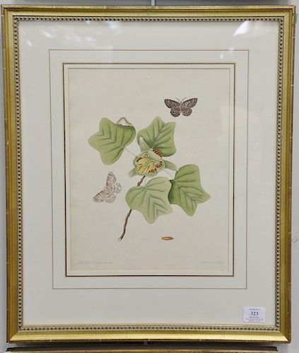 John Abbot (1751-1839), three hand colored aquatint engravings to include Phalaena Ilicifolia plate 57 from "The Natural Hist