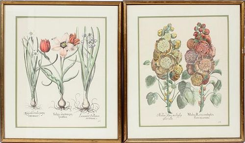 BOTANICAL HAND PAINTED ENGRAVINGS TWO