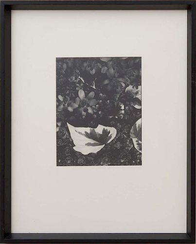 PAUL STRAND (1890-1976): THE GARDEN, ORGEVAL, FROM PORTFOLIO TWO