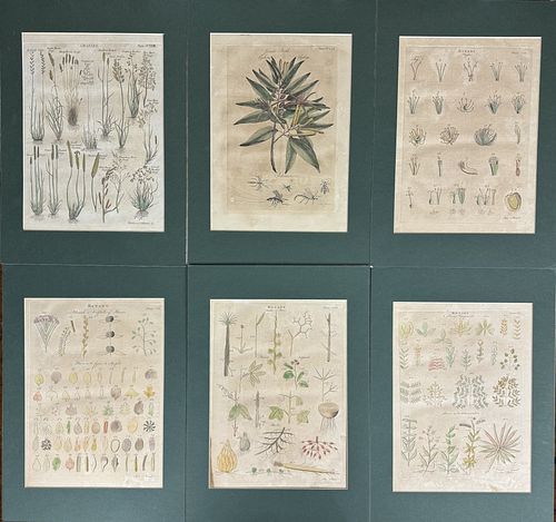 Six Botanical Engravings
