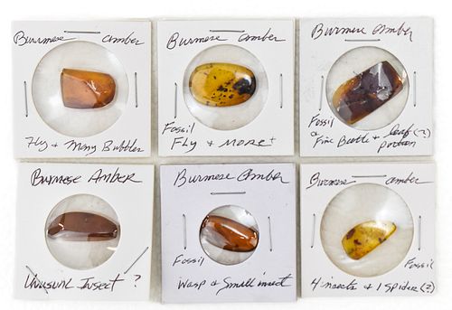 COLLECTION OF FOSSILIZED AMBER WITH IMBEDDED INSECTS