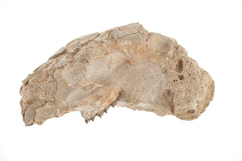 Oreodont Skull White River Badlands, South Dakota
