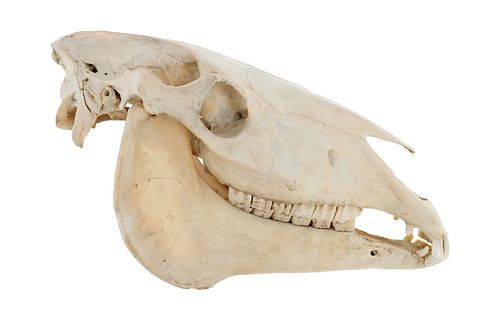 Large Domestic Horse Skull Taxidermy
