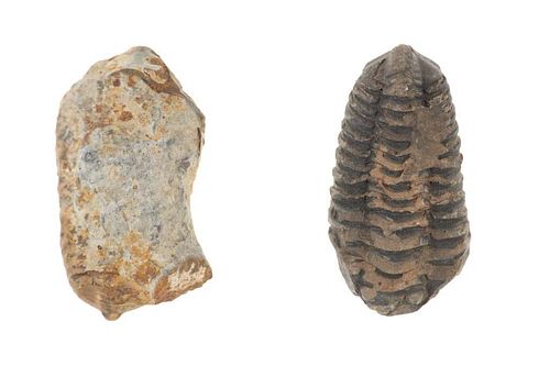 Fossilized Moroccan Trilobites Permian Age (2)