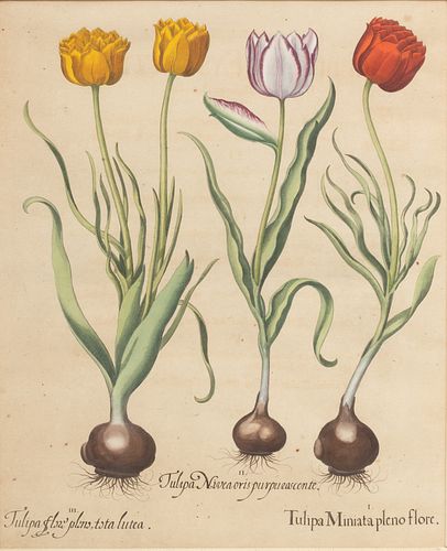 Basilius Besler (German, 1561-1629) Hand Colored Engraving on Laid Paper "Hortus Eystettensis (Garden at Eichstatt): One Plate"