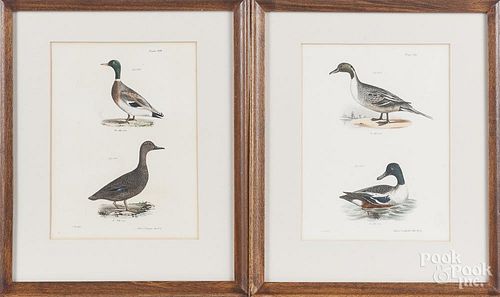 Four color engravings of ducks, after J. W. Hill from Zoology of New York: Birds by James DeKay, 9 1/2" x 7 1/4".