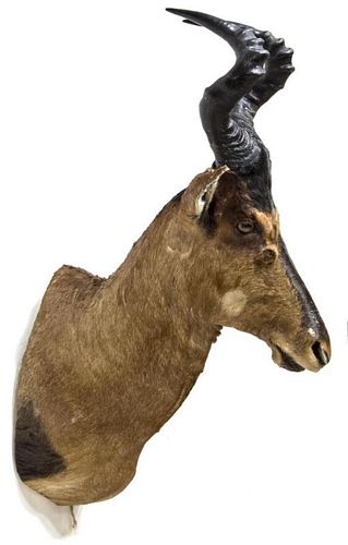 RED HARTEBEEST ANTELOP TAXIDERMY MOUNT