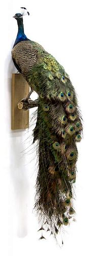 PEACOCK TAXIDERMY MOUNT, 62"H
