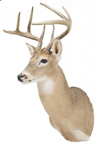 WHITETAIL DEER 8 POINT TAXIDERMY MOUNT