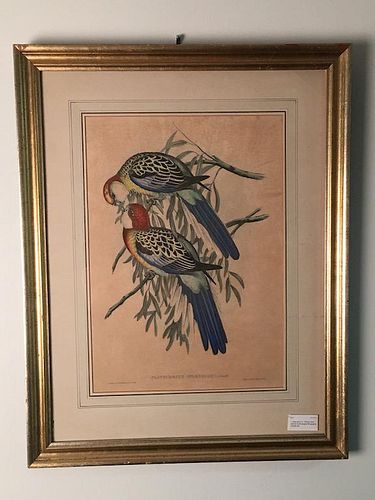 J. Gold and H.C. Richter hand colored ornithological lithographs.<BR>Overall with