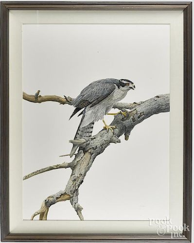 Anthony Henneberg (American b. 1966), watercolor and gouache hawk, signed lower right and dated 199