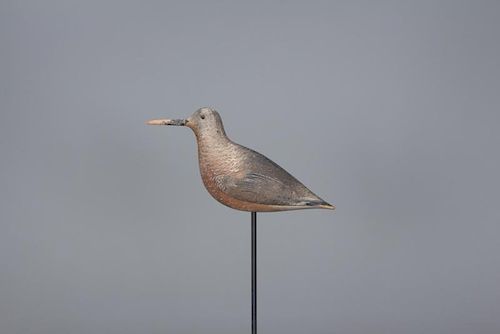 Red Knot John Dilley