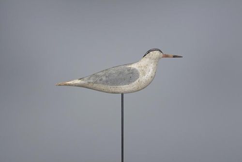Rare Tern Obediah Verity (1813-1901)