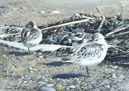 Robert Verity Clem (1933-2010) Sanderlings and Piping Plover