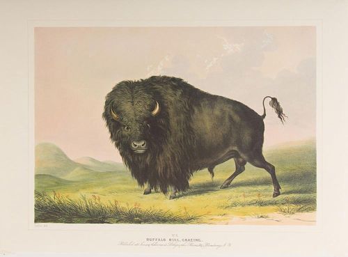 AFTER GEORGE CATLIN (1796-1872): BUFFALO BULL, GRAZING (PLATE 2); WILD HORSES, AT PLAY (PLATE 3); CATCHING THE WILD HORSE (PL