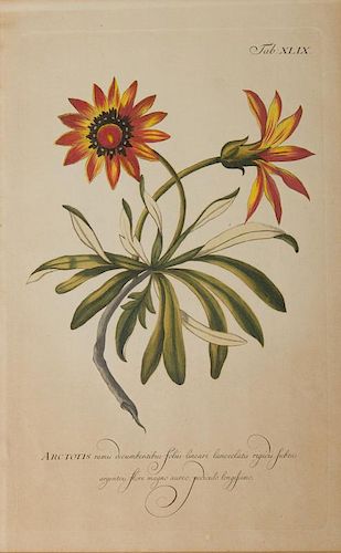 PHILIP MILLER (1691-1771): ARCTOTIS RAMIS DECUMBENTIBUS, FROM FIGURES OF THE MOST BEAUTIFUL PLANTS DESCRIBED IN THE GARDENERS