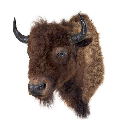 A Taxidermy Bison Shoulder Mount Height approximately 38 x depth 36 inches.
