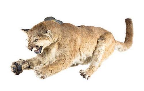 A Taxidermy Full Body Mountain Lion Mount Length 65 inches.