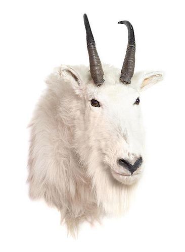 A Taxidermy Ram Shoulder Mount. Height approximately 20 inches.