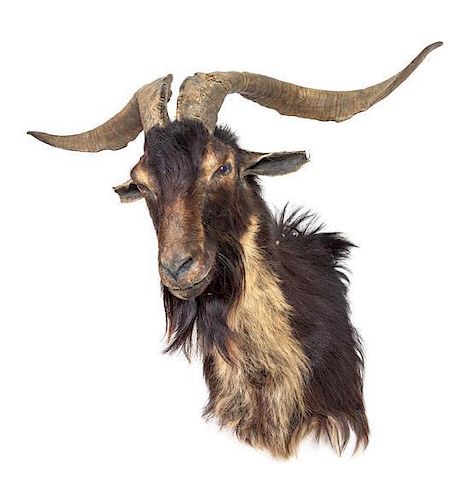 A Taxidermy Longhorn Goat Shoulder Mount. Height approximately 26 inches.