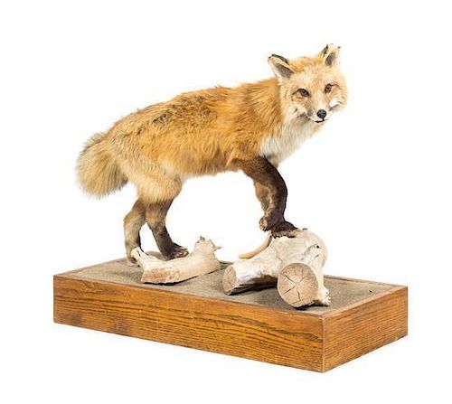 A Taxidermy Full Body Fox Mount Height 25 x width 30 inches.