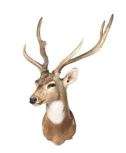 A Taxidermy Spotted Deer Shoulder Mount. Height approximately 36 inches.