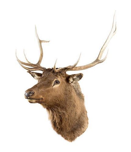 A Taxidermy Elk Shoulder Mount. Height approximately 52 inches.
