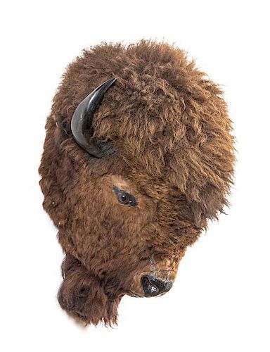 A Taxidermy Bison Shoulder Mount. Height approximately 33 inches.