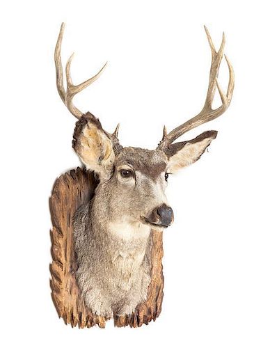 A Taxidermy Mule Deer Shoulder Mount Height 30 inches.