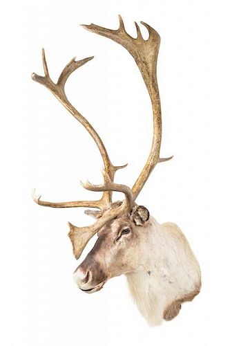 A Taxidermy Caribou Shoulder Mount. Height approximately 60 inches.