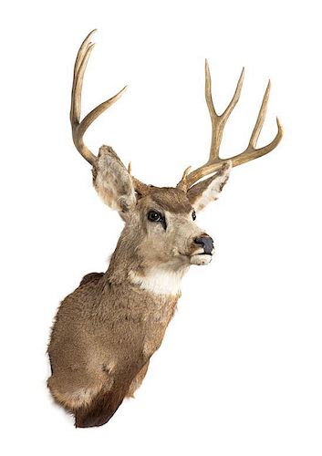 A Taxidermy Mule Deer Shoulder Mount. Height approximately 40 inches.