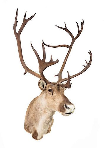 A Taxidermy Caribou Shoulder Mount. Height approximately 54 inches.