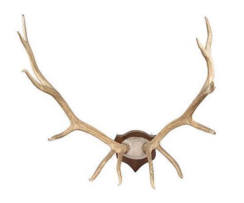 An Antler Mount Height 50 x width 50 inches.