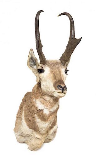 A Taxidermy Pronghorn Antelope Mount. Height approximately 22 inches.