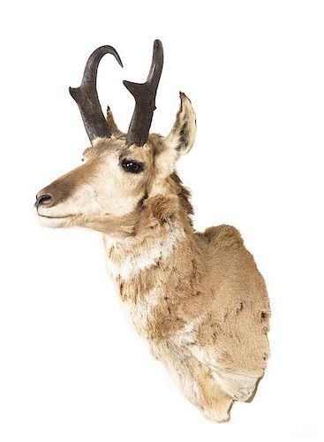 A Taxidermy Pronghorn Antelope Mount. Height 30 inches.