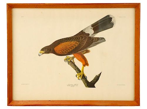 Audubon "Louisiana Hawk", Chromolithograph