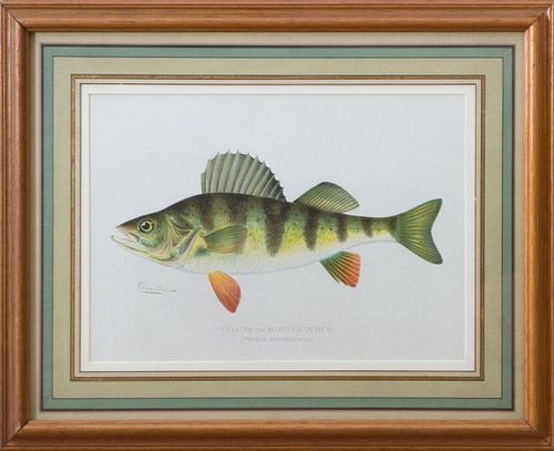 AFTER SHERMAN FOOTE DENTON (1856-1937): YELLOW OR BARRED PERCH; AND TAUTOG