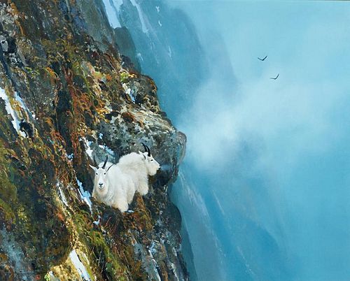 Michael Coleman | Rocky Mountain Goats