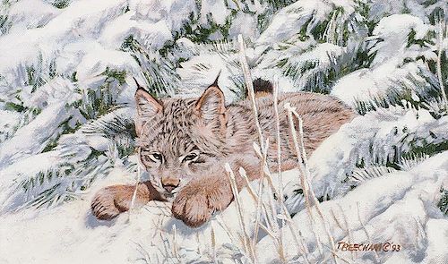 Tom Beecham | Snow Cat