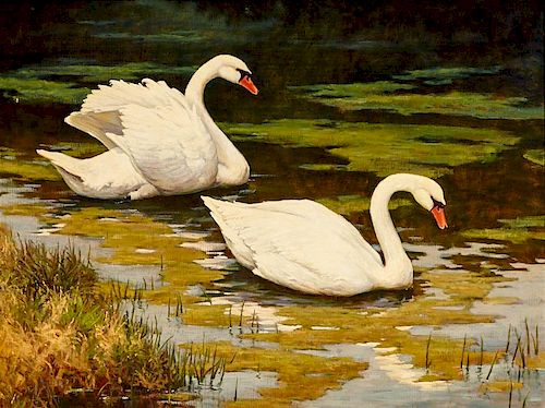 Mark Haworth | Courting Swans