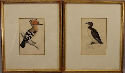 19th C. Prints, Hoopoe & Brunnich's Guillemot