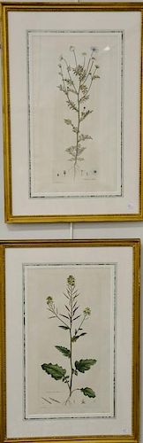 Five James Sowerby Botanical hand colored engravings including Epilobium Tetragonum, Erysimum Officinale, Dipsacus Pilosus, A