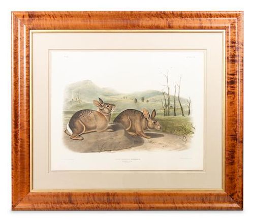 John James Audubon, (American, 1785-1851), Bachman's Hare, plate 1 (from The Viviparous Quadrupeds of North America, 1839-1844)