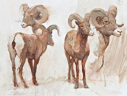 Bighorn Sheep Study by Kenneth Riley