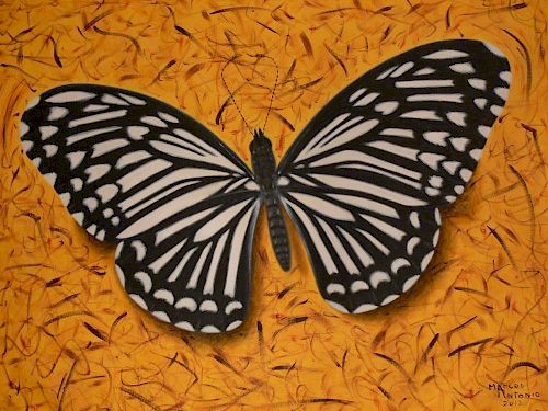 Marcos Antonio, Chilasa Clitia Butterfly Series