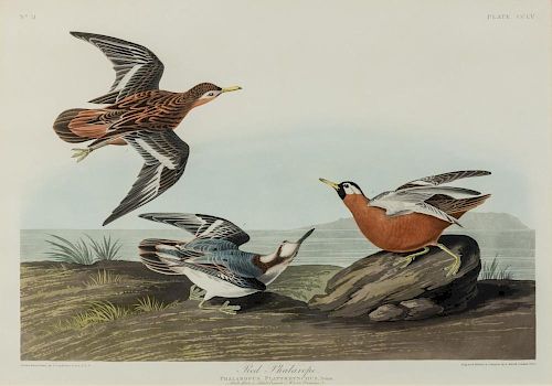 AUDUBON, John James (1785-1851) Red Phalarope (Plate CCLV). Phalaropus Platyrhynchus. ca 1835 or later.