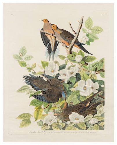 AUDUBON, John James. Carolina Turtle Dove (Plate XVII). Columba Carolinensis. 1833.