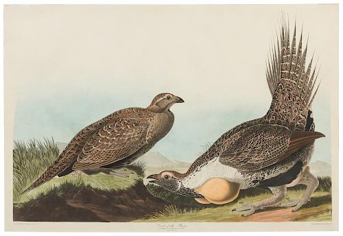 AUDUBON, John James (1785-1851) Cock of the Plains (Plate CCCLXXI). Tetrao urophasianus. 1837.